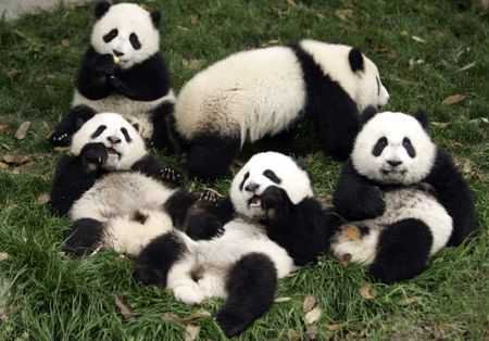 Отдыхающие панды